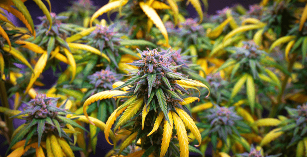 Flowering Phase