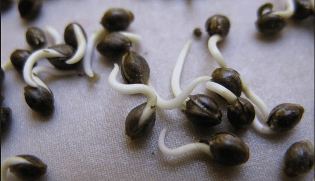 Germination Process