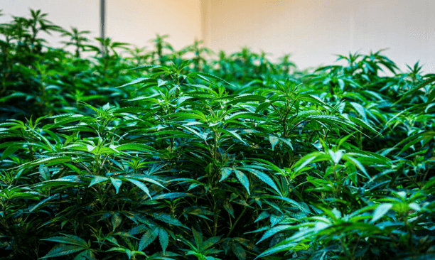 Vegetative Phase