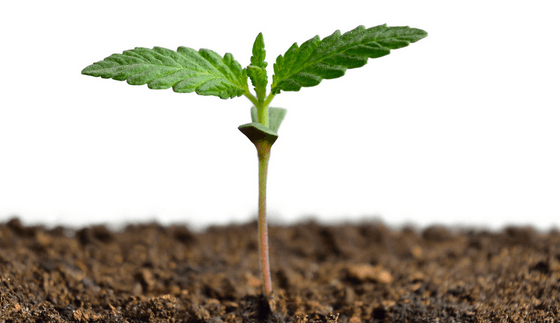 Planting the Seed